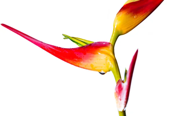 Genişletilmiş ıstakoz pençe - Heliconia latispatha — Stok fotoğraf