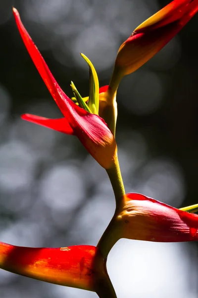 Garra de langosta expandida - Heliconia latispatha — Foto de Stock