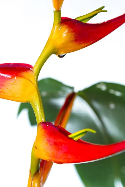 Genişletilmiş ıstakoz pençe - Heliconia latispatha — Stok fotoğraf