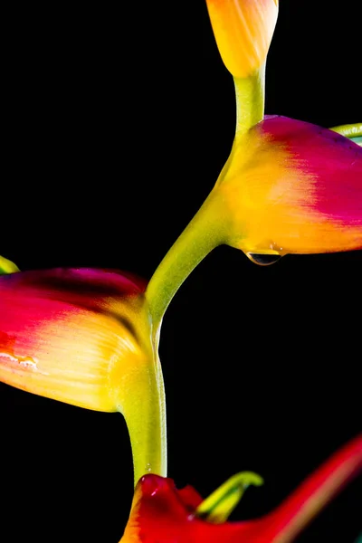Expanded lobster claw - Heliconia latispatha — Stock Photo, Image