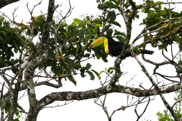 Keel-billed toucan Ramphastos sulfuratus — Stock Photo, Image