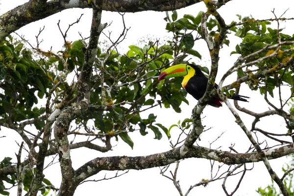 Kil billed toucan Ramphastos sulfuratus — Zdjęcie stockowe