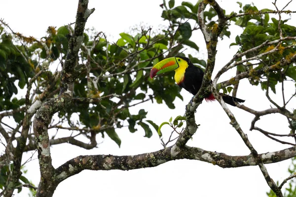 Keel-billed toucan Ramphastos sulfuratus — Stock Photo, Image
