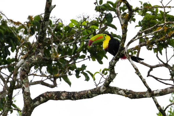 Tucán de pico de quilla Ramphastos sulfuratus — Foto de Stock