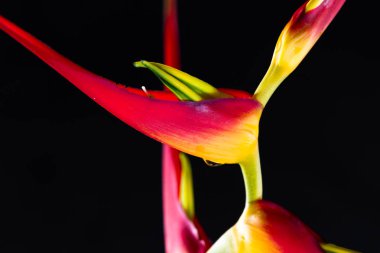 Genişletilmiş ıstakoz pençe - Heliconia latispatha