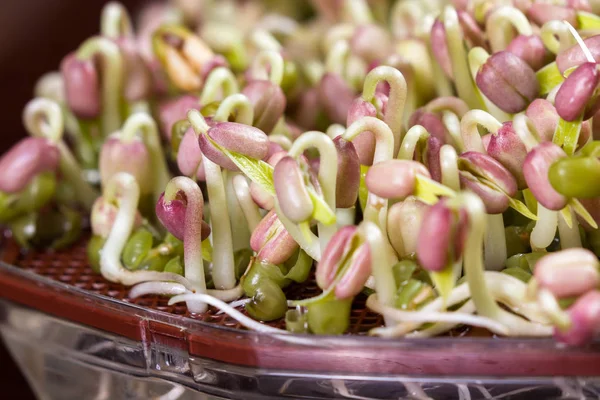 Green soybean sprouts — Stock Photo, Image