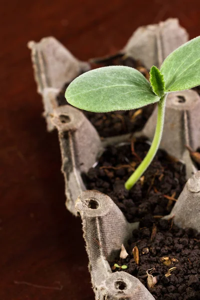 Kleine Kürbispflanze — Stockfoto
