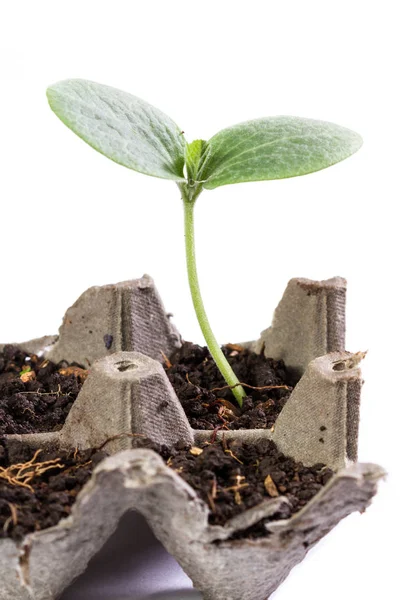 Pequena planta de abóbora — Fotografia de Stock