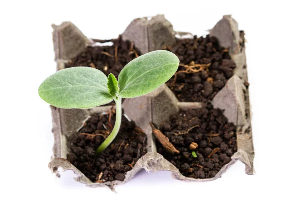 Kleine Kürbispflanze — Stockfoto