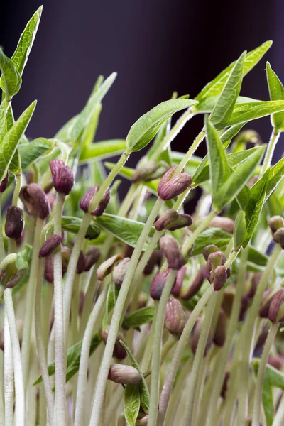 Kiełki soi zielony — Zdjęcie stockowe