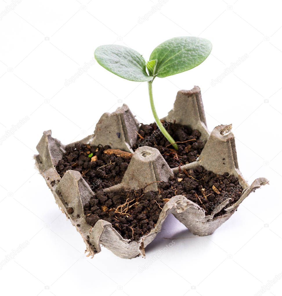 small squash plant 