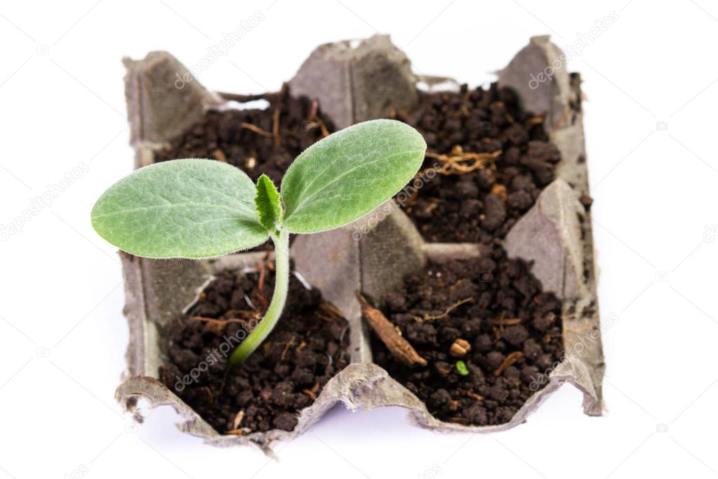 small squash plant 