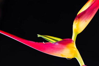 Genişletilmiş ıstakoz pençe - Heliconia latispatha