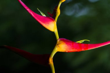 Genişletilmiş ıstakoz pençe - Heliconia latispatha