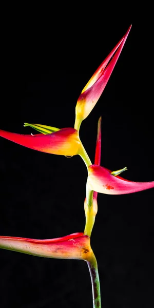 Artiglio di aragosta espansa - Heliconia latispatha — Foto Stock