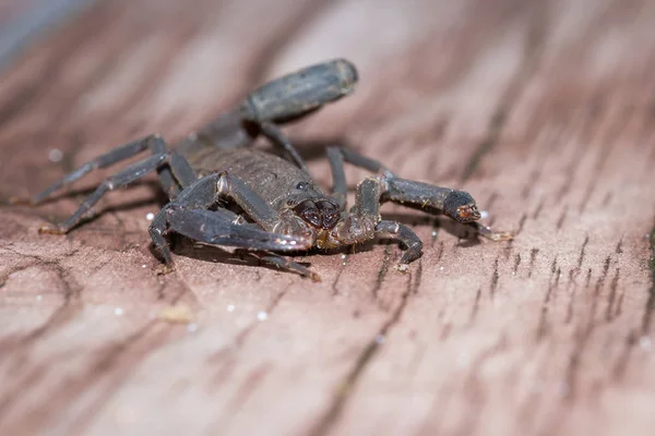 Skorpion w Kostaryce — Zdjęcie stockowe