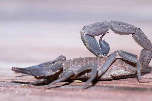 Skorpion w Kostaryce — Zdjęcie stockowe