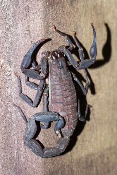 Skorpion w Kostaryce — Zdjęcie stockowe