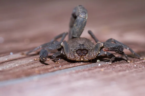 Skorpion w Kostaryce — Zdjęcie stockowe