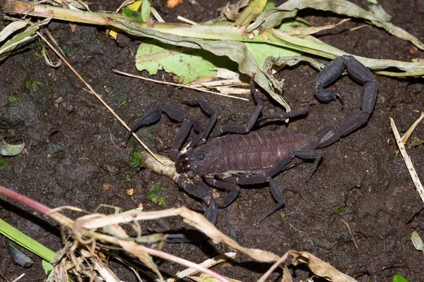 Skorpion w Kostaryce — Zdjęcie stockowe