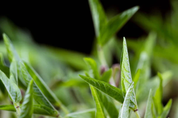 Brotes de soja verde — Foto de Stock