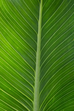 tropik yeşil yaprak