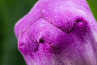 güzel derin mor çiçek