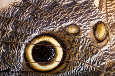 Baykuş kelebek yakın çekim