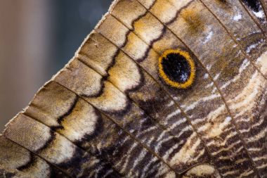 Baykuş kelebek yakın çekim