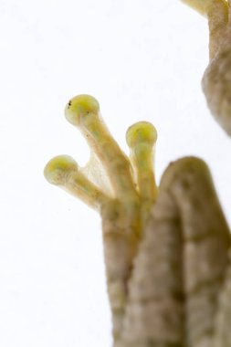 çılgın kurbağa yakın çekim 