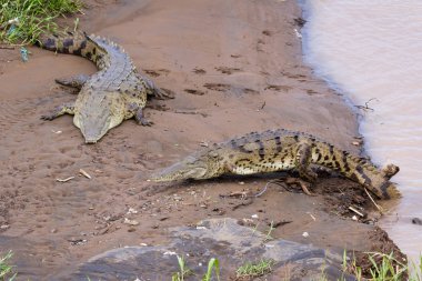 Tarcoles nehir timsahları 
