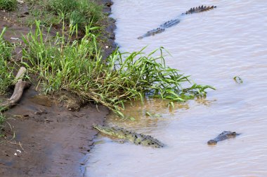 Çamurlu bir nehir timsahları