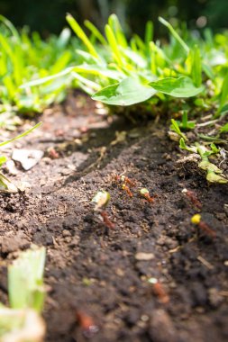 yaprak kesici karıncalar 
