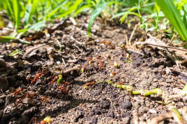 yaprak kesici karıncalar 