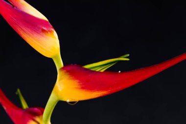 Genişletilmiş ıstakoz pençe - Heliconia latispatha
