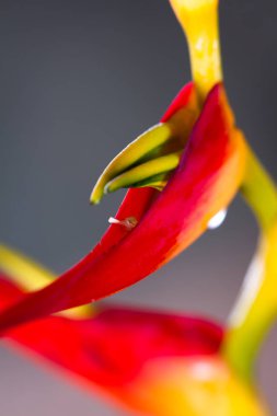 Genişletilmiş ıstakoz pençe - Heliconia latispatha