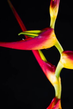 Genişletilmiş ıstakoz pençe - Heliconia latispatha