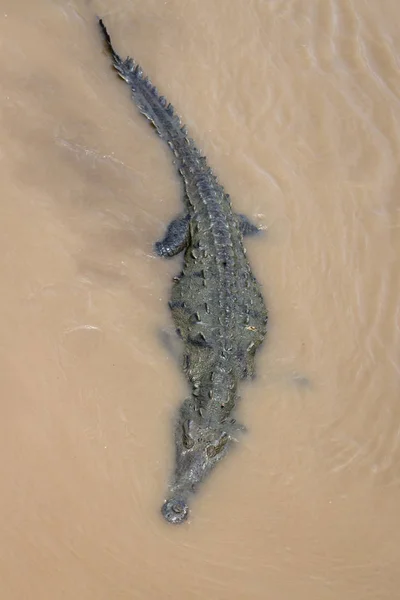 Crocodile in a muddy river — Stock Photo, Image