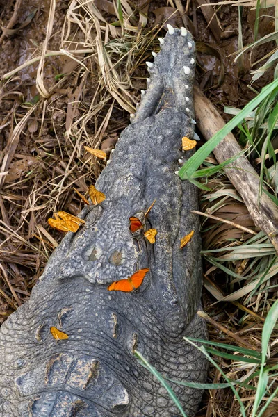 Crocodilo e borboletas — Fotografia de Stock