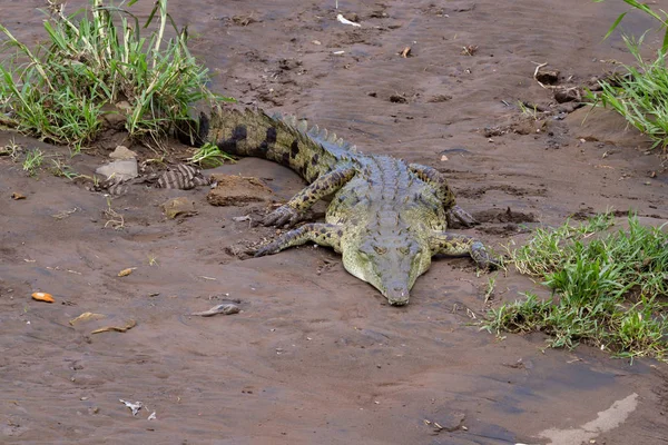 Tarcoles river crocodiles — Stock Photo, Image