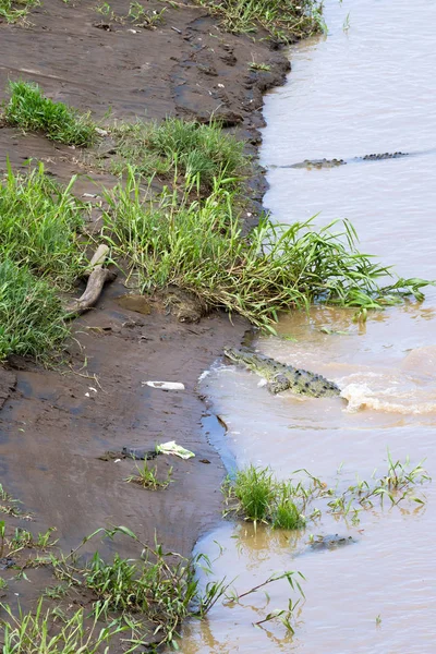 Crocodiles in a muddy river — Stock Photo, Image