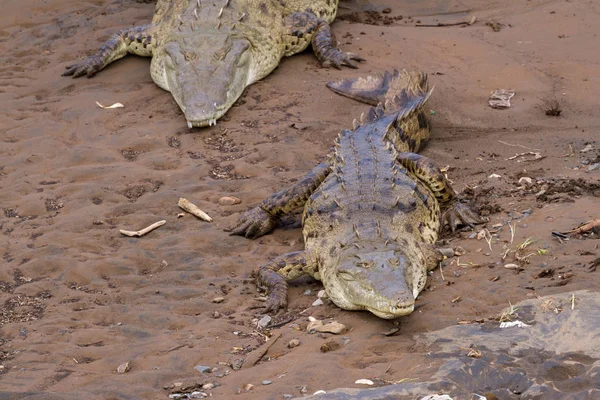 Cocodrilos del río Tarcoles — Foto de Stock