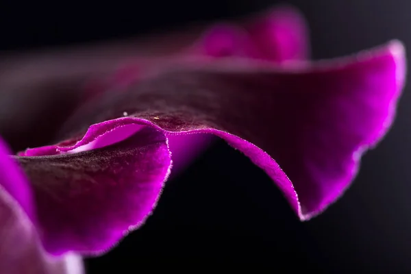 Deep violet color on a petal — Stock Photo, Image