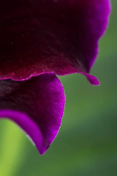 Color violeta profundo sobre un pétalo — Foto de Stock