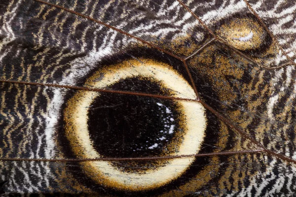 Owl butterfly close up — Stock Photo, Image