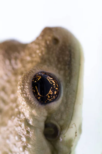 Wild frog close up — Stock Photo, Image