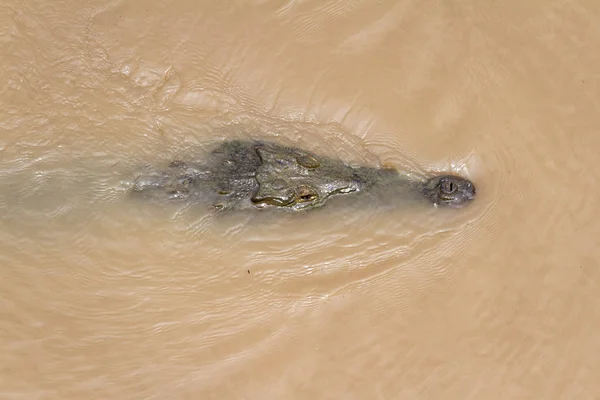 Cocodrilo en un río fangoso —  Fotos de Stock