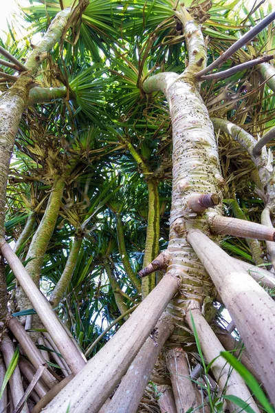 有浅根的热带树 — 图库照片