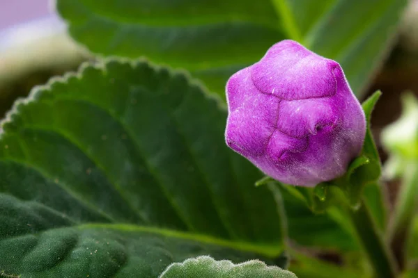 Gloxinienblüte bereit zum Öffnen — Stockfoto