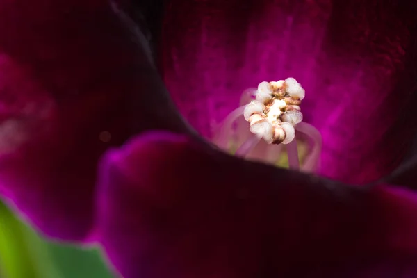 Schöne tiefviolette Blüte — Stockfoto